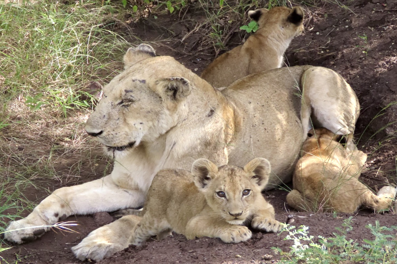 Löwenfamilie im Krüger Nationalpark gesichtet aus dem Fahrzeug von der Singita Lebombo Lodge Susanne-Reiss-Reiss-Reisen