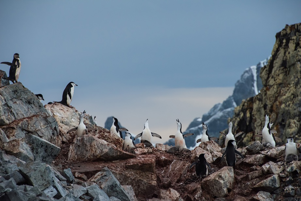 Foto von Susanne Reiss von Pinguine Antarktis Expeditionskreuzfahrt