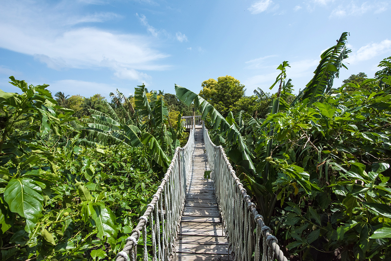 Blick über die grünen Baumgipfel des Luxus Ecoresorts Soneva Fushi auf den Malediven mit einer Hängebrücke führend zum Fresh in the Garden Restaurant bei Tag