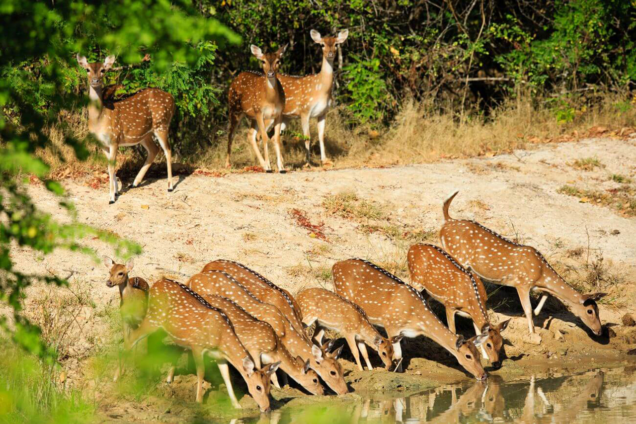 Wildtierbeobachtung in Sri Lanka von der China Huts by Uta Escpae Lodge