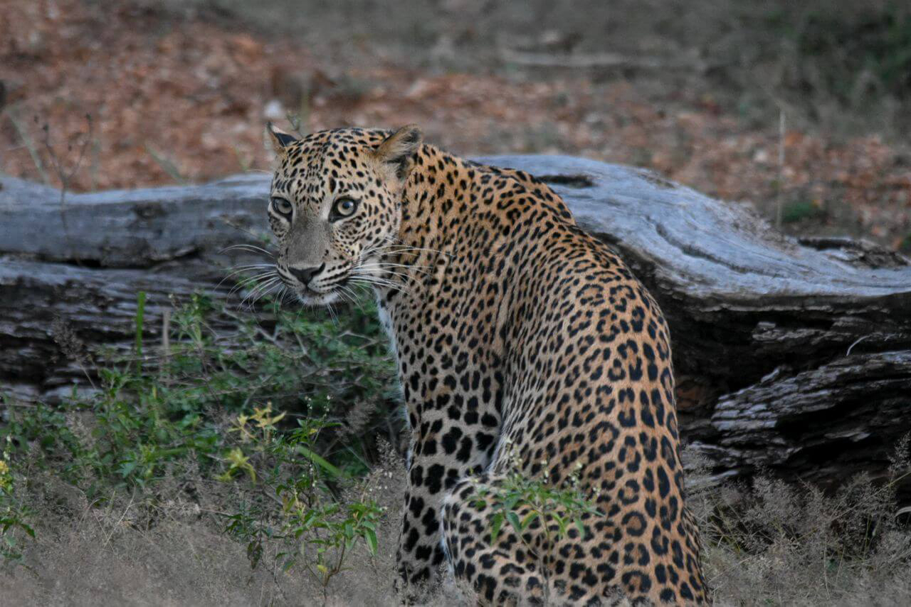 Leopard bei der Wildtierbeobachtung im Wild Coast Tented Camp Zelte am Meer und dem Nationalpark gelegen