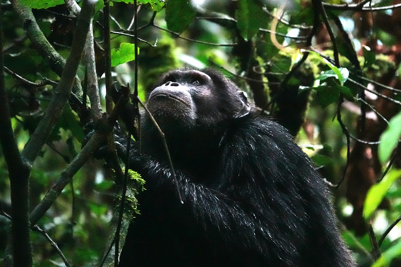 Schimpansen_Ruanda_Afrika_Luxusreisen_Trecking_Reiss_reisen