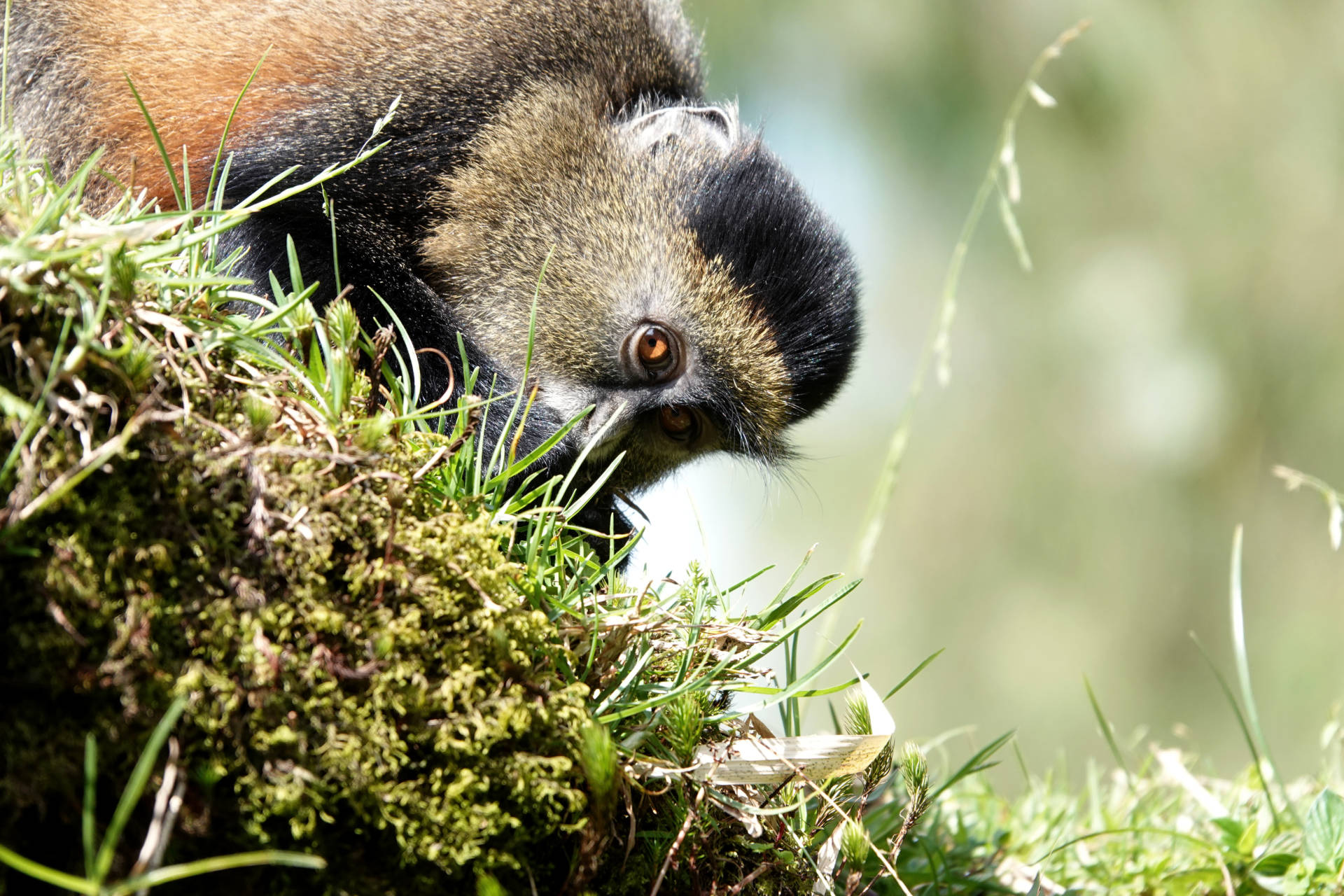 Goldmeeraffen Golden Monkey im Volcanoe Nationalpark in Ruanda Luxusreisen buchbar bei Reiss Reisen