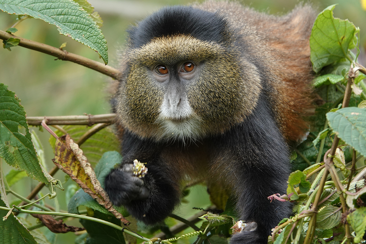 Goldmeeraffen Golden Monkey im Volcanoe Nationalpark in Ruanda Luxusreisen buchbar bei Reiss Reisen
