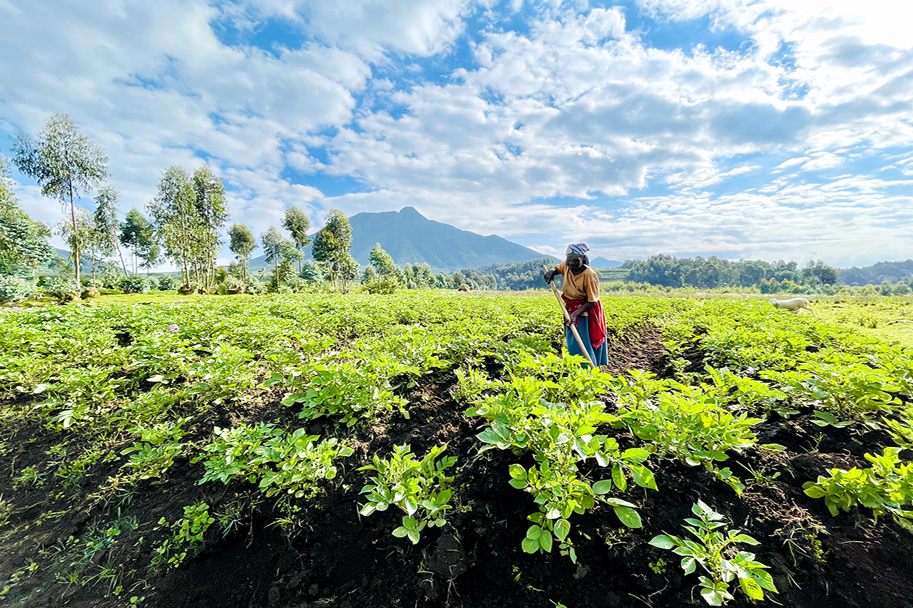 Teepflücker in der Teeplnatage von Nyungwe Ruanda Luxusreisen nach Ruanda buchbar bei Reiss Reisen