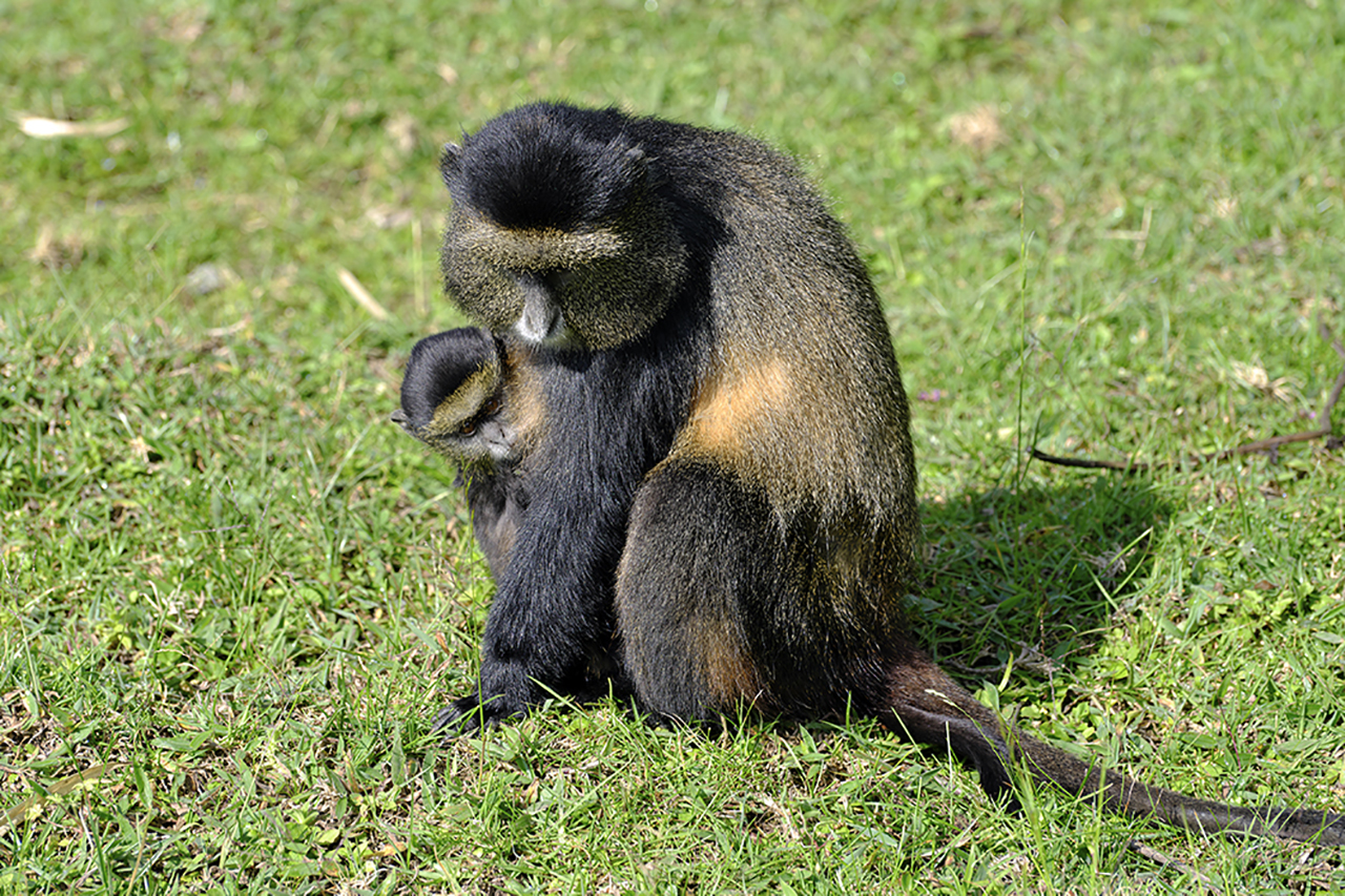 Golden Monkeys im Volcanoe Nationalpark in Ruanda Mutter mit Baby fotgrafiert von Susanne Reiss