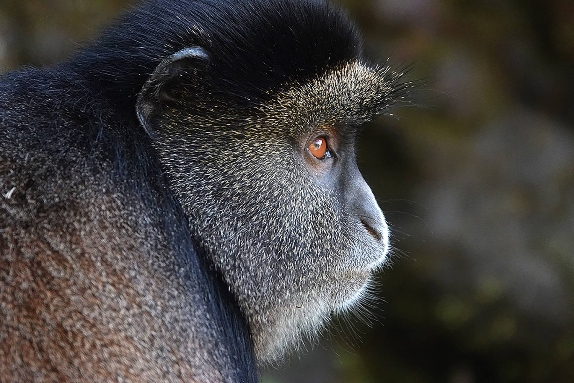 Ruanda_Golden_Monkeys_Volcanoe_Nationalpark_Luxusreisen_Reiss_Reisen-Düsseldorf