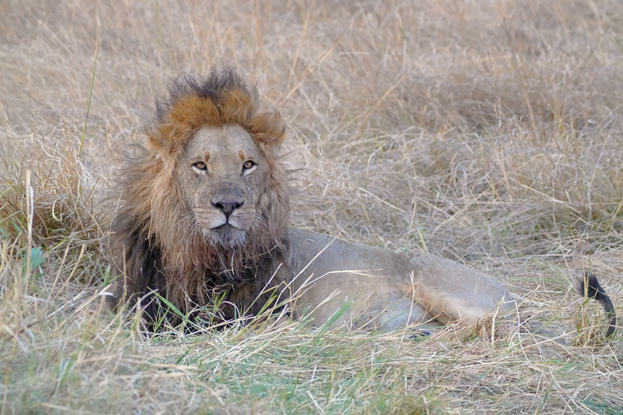Lion_liegend_Botsuana_reiss_reisen_Luxusreisen_Okavango_delta_Düsseldorf