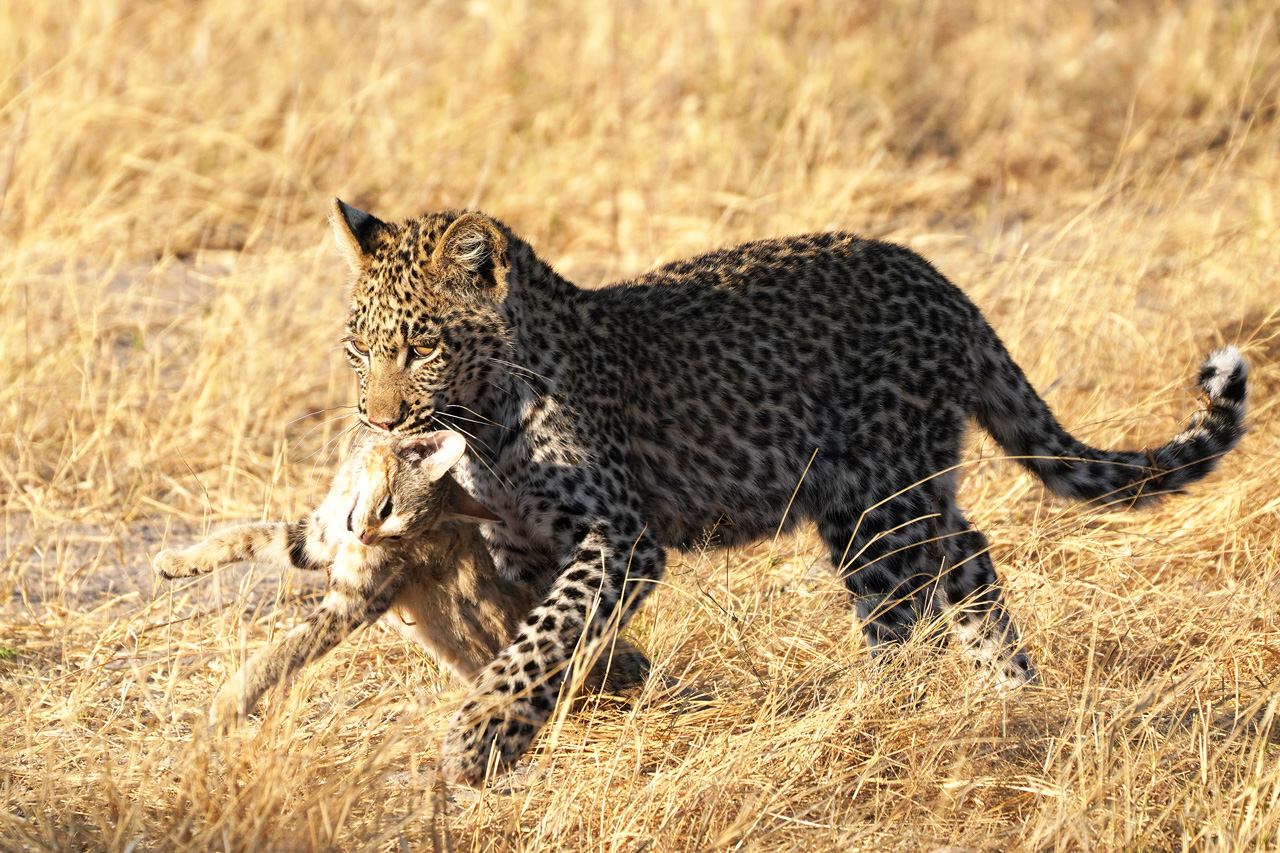Leopard_Cub_Katze_Mombo_Camp_moremi_Game_Reserve_Wilderness_Safari_OkavangoDelta_Reiss-Reisen-düsseldorf_
