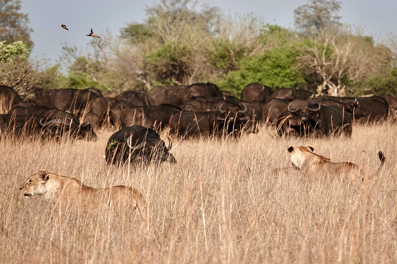 Lion_Buffalo_interaction_duba_plains_Okavango_delta_reiss-Reisen-Luxusreisen-
