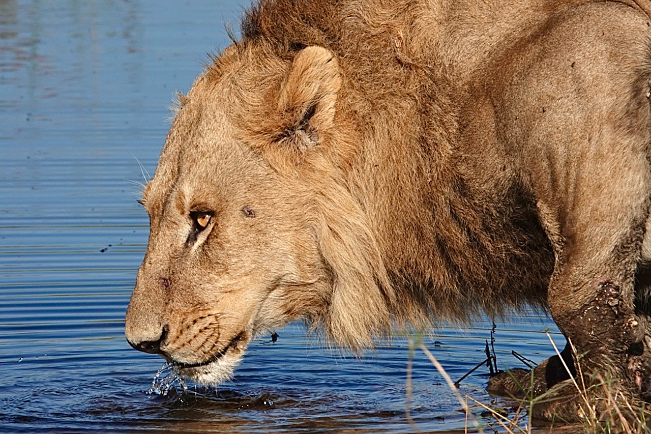 Lion_trinkt_Wasser_susanne_Reiss_Botswana_