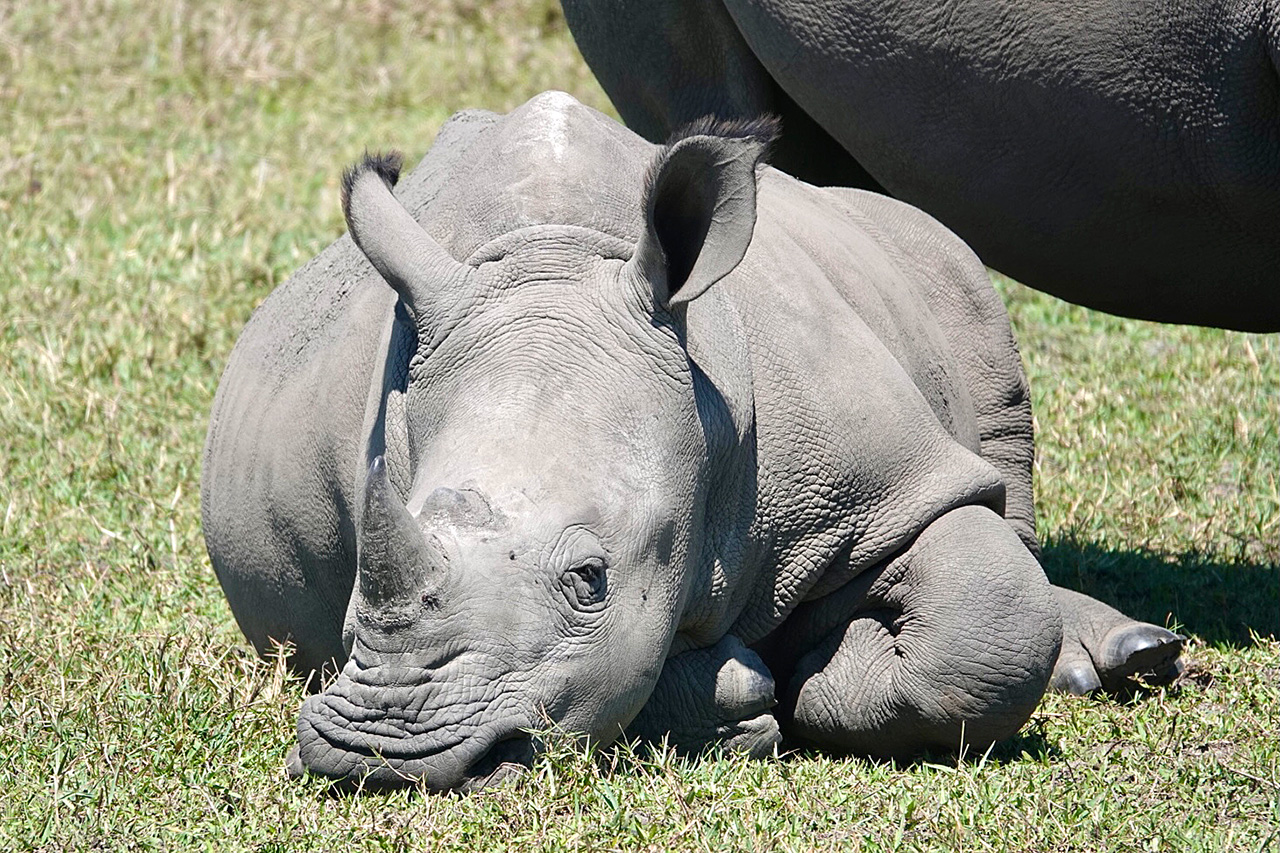 Rhino_Baby_liegend_Susanne_reiss_Botswana